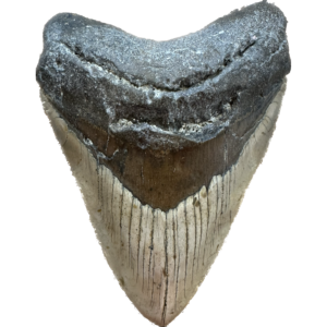 Megalodon Tooth South Carolina 6.15 inch~ Prehistoric Online