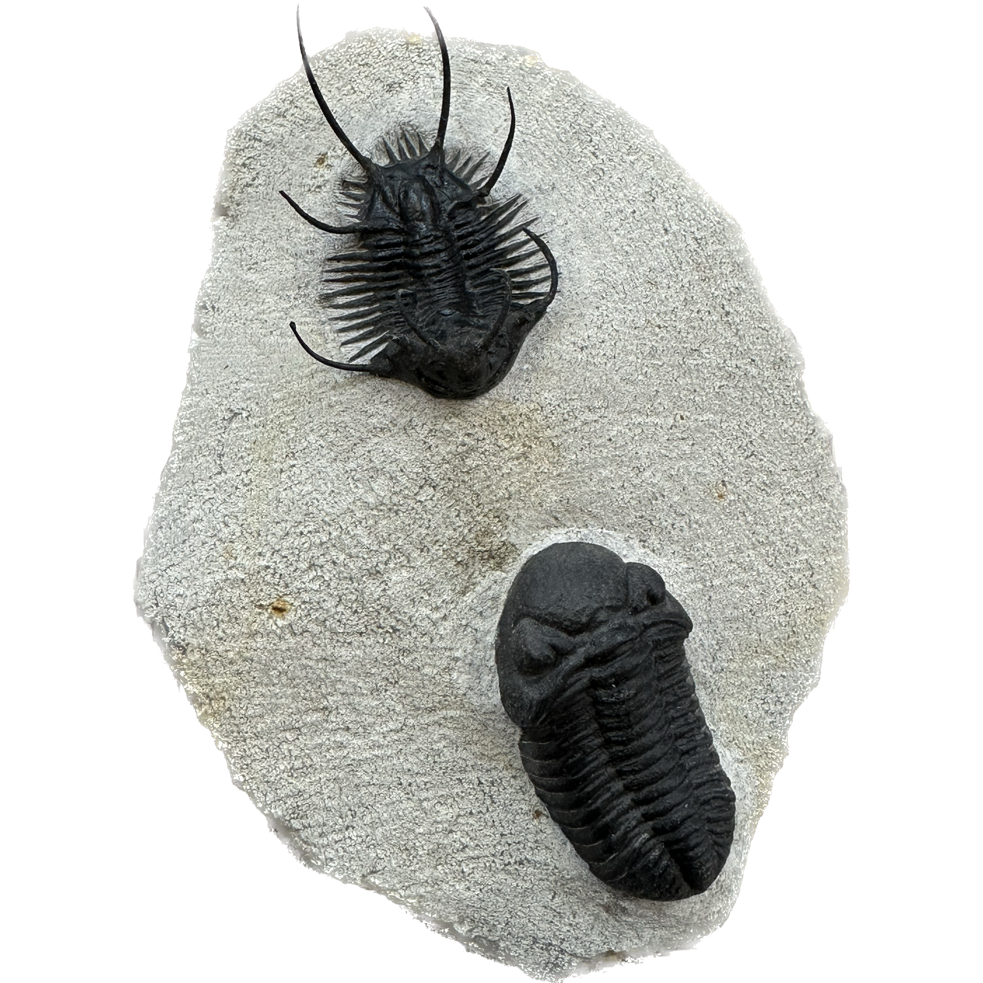 Devonian Trilobite Pair- Heavily restored but amazing Prehistoric Online