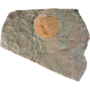 Cambrian Trilobite Morocco Prehistoric Online