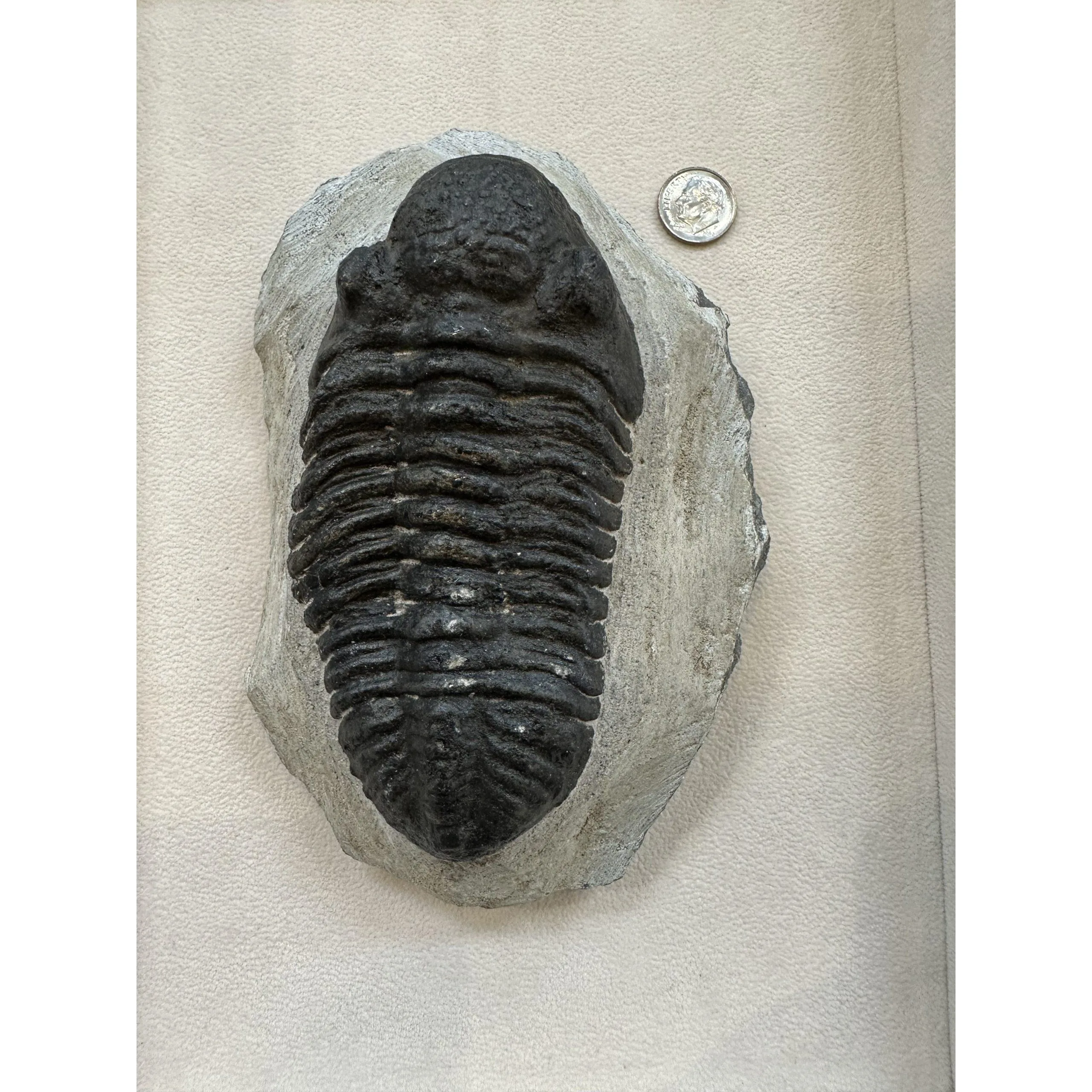 Drotops Trilobite, Morocco Prehistoric Online