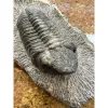 Drotops Trilobite, Morocco Prehistoric Online