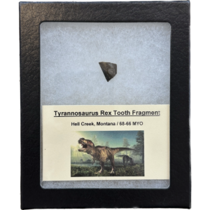 Tyrannosaurus Rex tooth – Hell Creek Formation Prehistoric Online