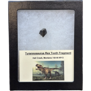 Tyrannosaurus Rex tooth – Hell Creek Formation Prehistoric Online