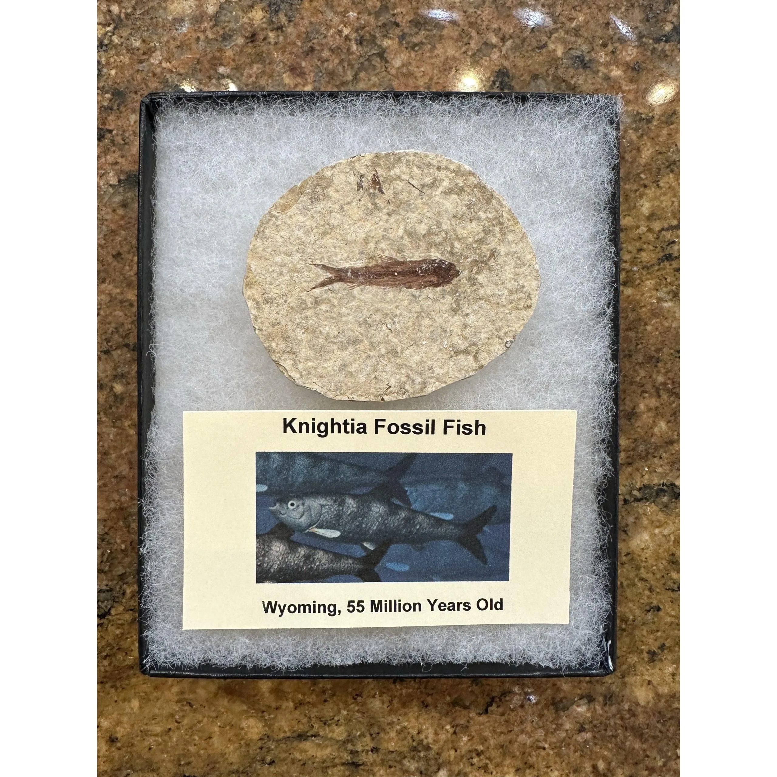 Knightia Fossil Fish from Wyoming, 55 MYO Prehistoric Online
