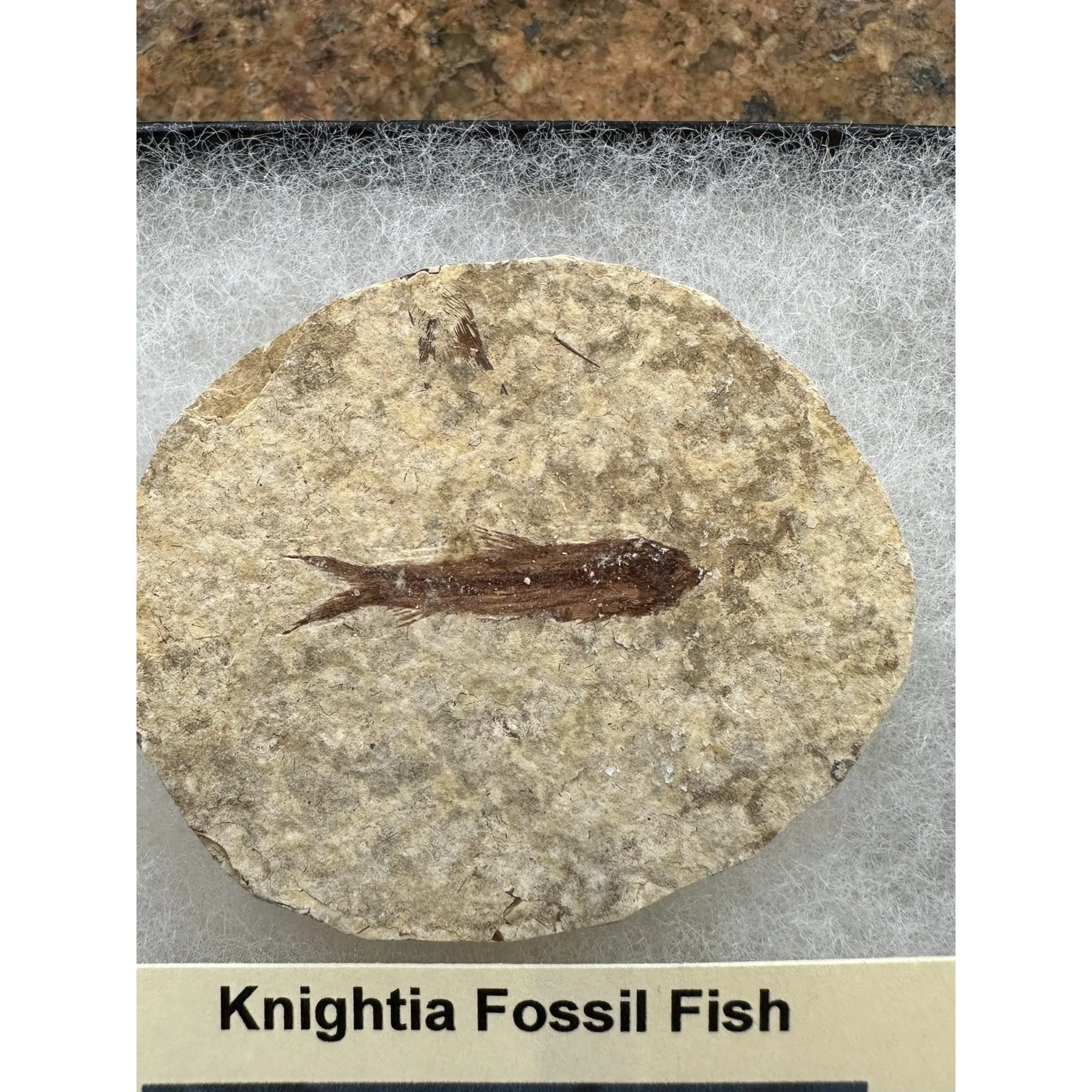 Knightia Fossil Fish from Wyoming, 55 MYO Prehistoric Online