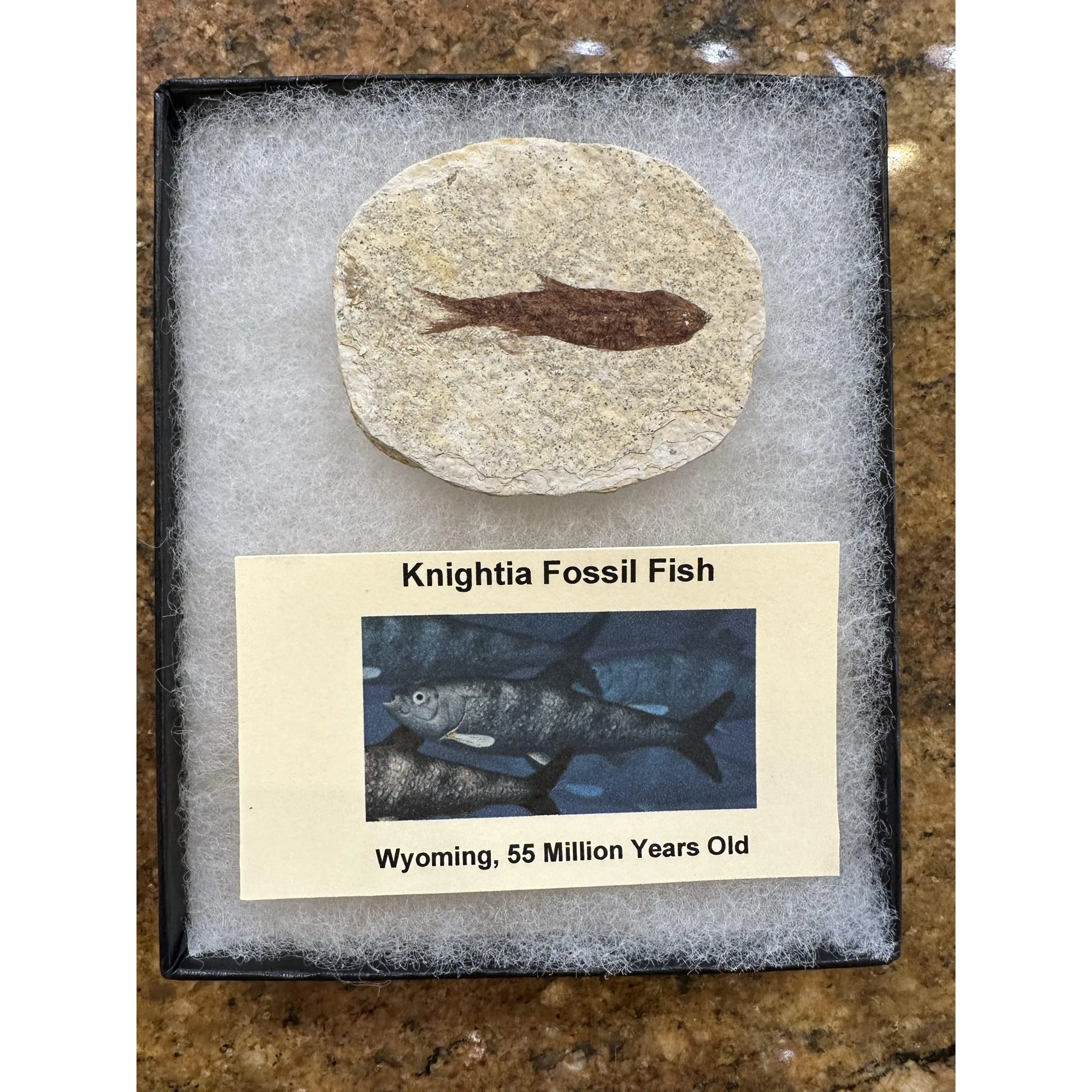 Knightia Fossil Fish- Collector Riker Box Prehistoric Online