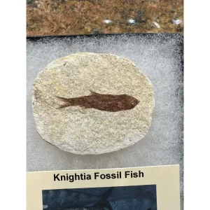 Collector Riker Box- Knightia Fossil Fish Prehistoric Online