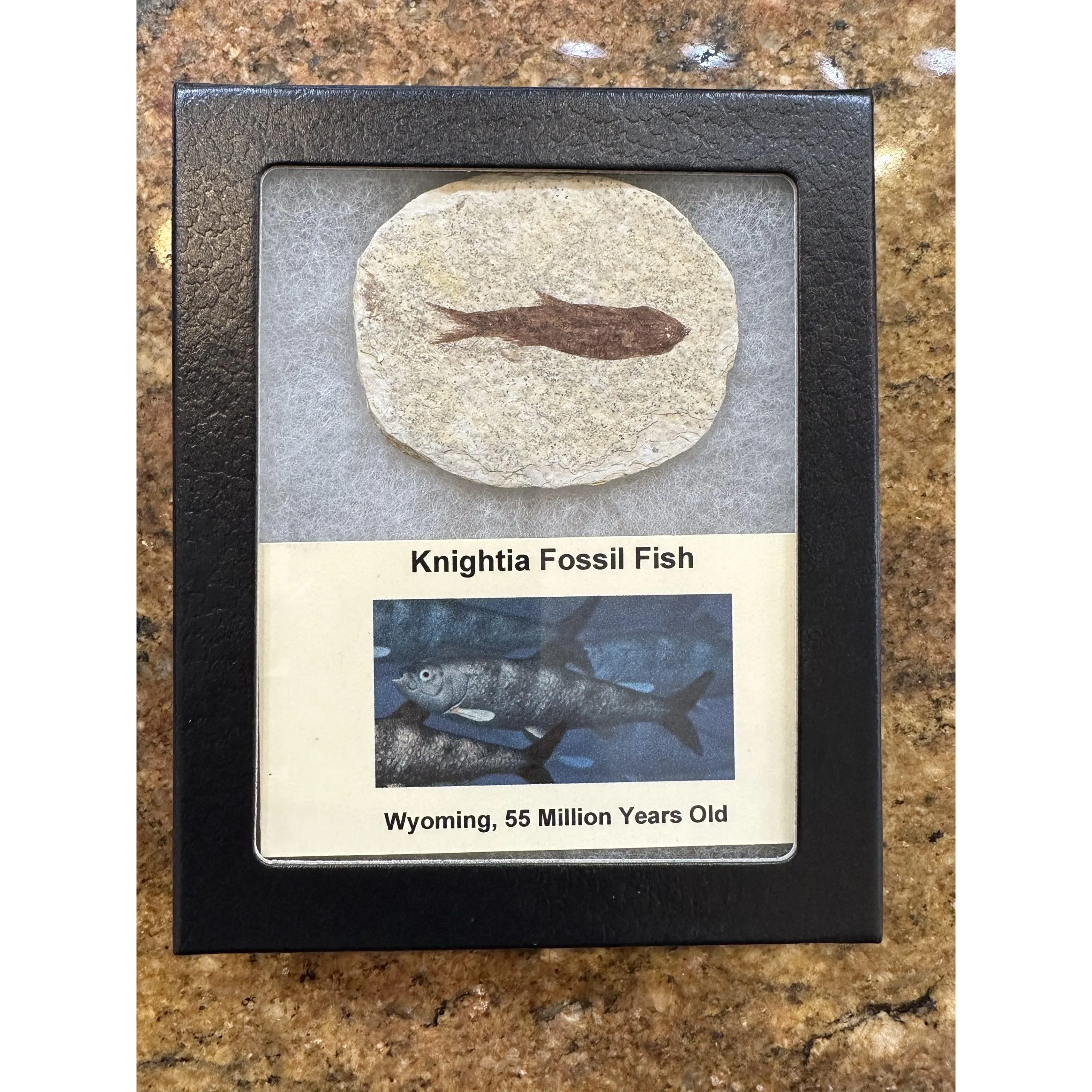 Knightia Fossil Fish- Collector Riker Box Prehistoric Online