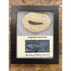Collector Riker Box- Knightia Fossil Fish Prehistoric Online