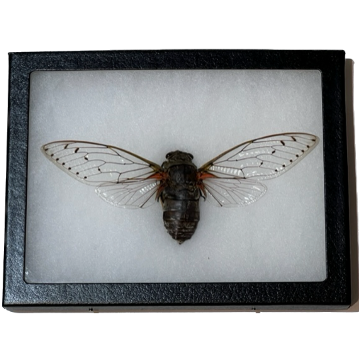 Giant Cicada In Riker Prehistoric Online