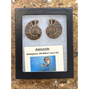 Ammonite, Collector Riker box – Cleoniceras Pair Prehistoric Online