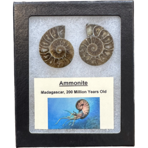 Ammonite, Collector Riker box – Cleoniceras Pair Prehistoric Online