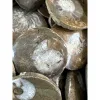 Ammonite- Goniatite- The Evolution stone, 400 MYO Prehistoric Online