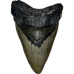 Megalodon Tooth, N. Carolina 5.97 inch Prehistoric Online