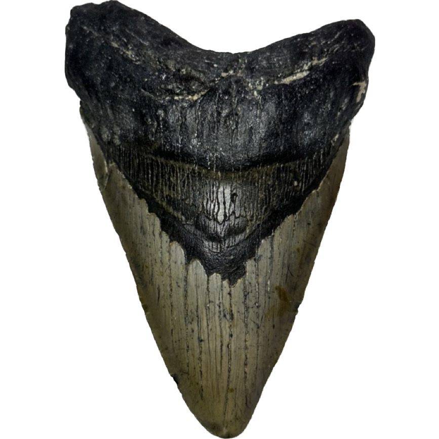 Huge Megalodon Tooth, N. Carolina 5.97 inch Prehistoric Online