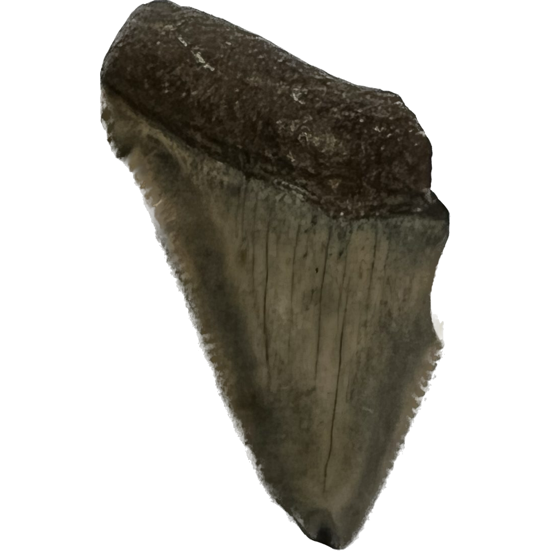 Megalodon Partial Tooth  South Carolina 1.90 inch Prehistoric Online