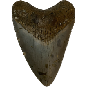 Megalodon Tooth South Carolina 3.77 inch Prehistoric Online