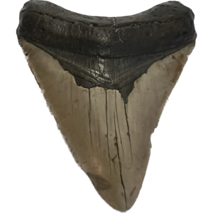 Megalodon Tooth South Carolina 3.78 inch Prehistoric Online