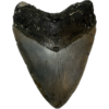Megalodon Tooth South Carolina 4.89 inch Prehistoric Online