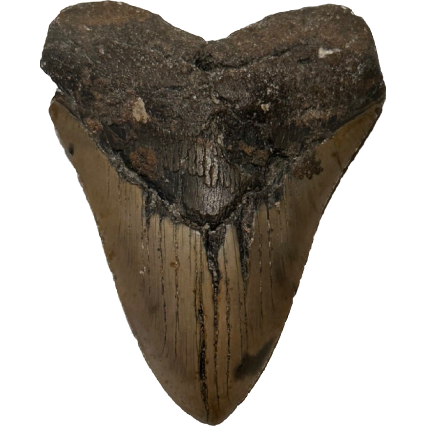 Large Megalodon Tooth, 5.76 inch Prehistoric Online
