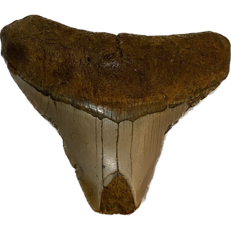 Megalodon Partial Tooth  South Carolina 3.20 inch Prehistoric Online