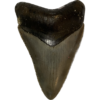 Megalodon Tooth South Carolina 3.15 inch Prehistoric Online