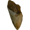 Megalodon Partial Tooth, South Carolina, 4.70 inch Prehistoric Online