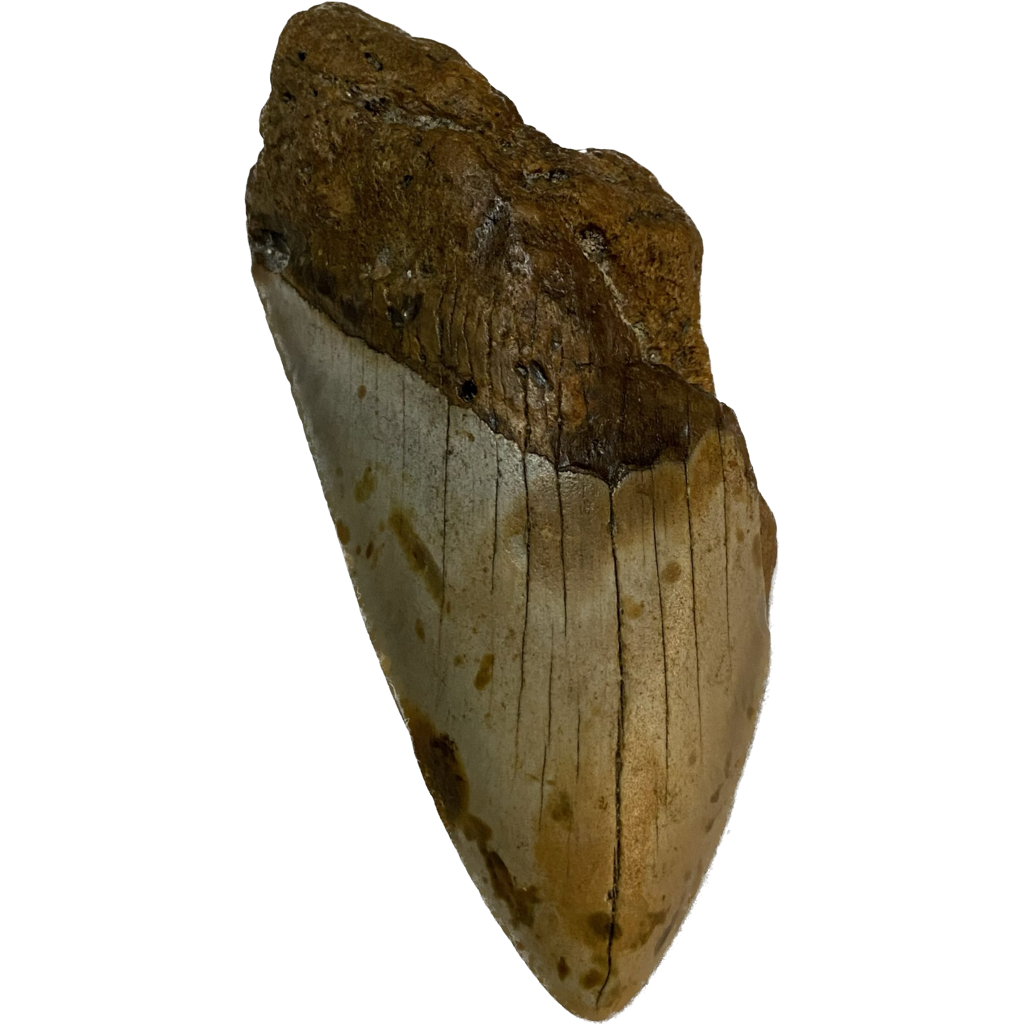 Megalodon Partial Tooth  South Carolina 4.70 inch Prehistoric Online