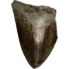 Megalodon Tooth, S. Georgia 4.60 inch Prehistoric Online