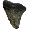 Megalodon Tooth South Carolina 3.00inch Prehistoric Online