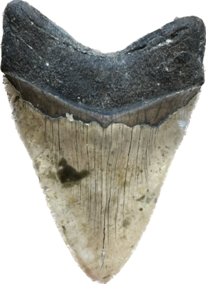 Megalodon Tooth South Carolina 6.15 inch~ Prehistoric Online