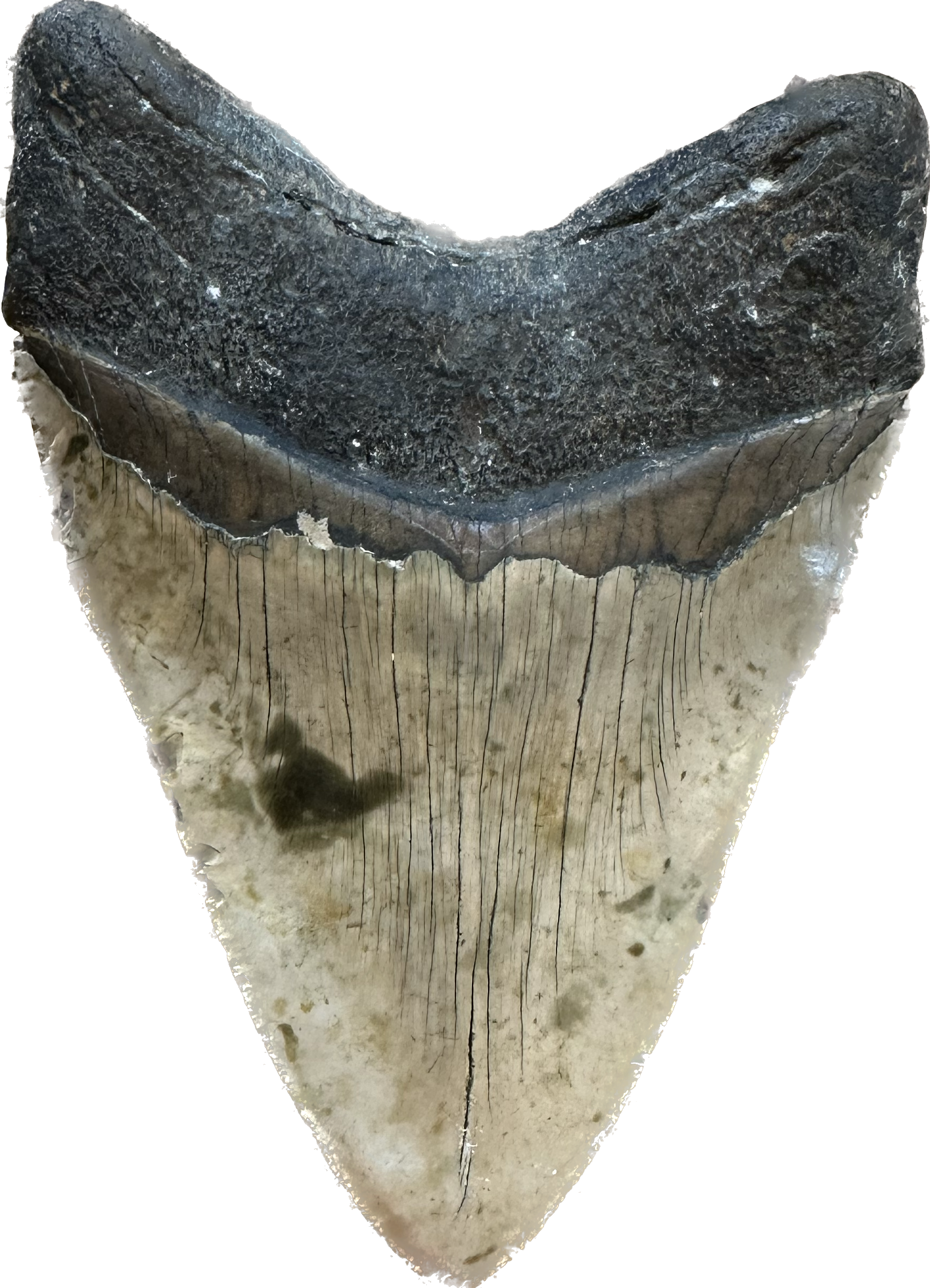 Megalodon Tooth South Carolina 6.15 inch Prehistoric Online