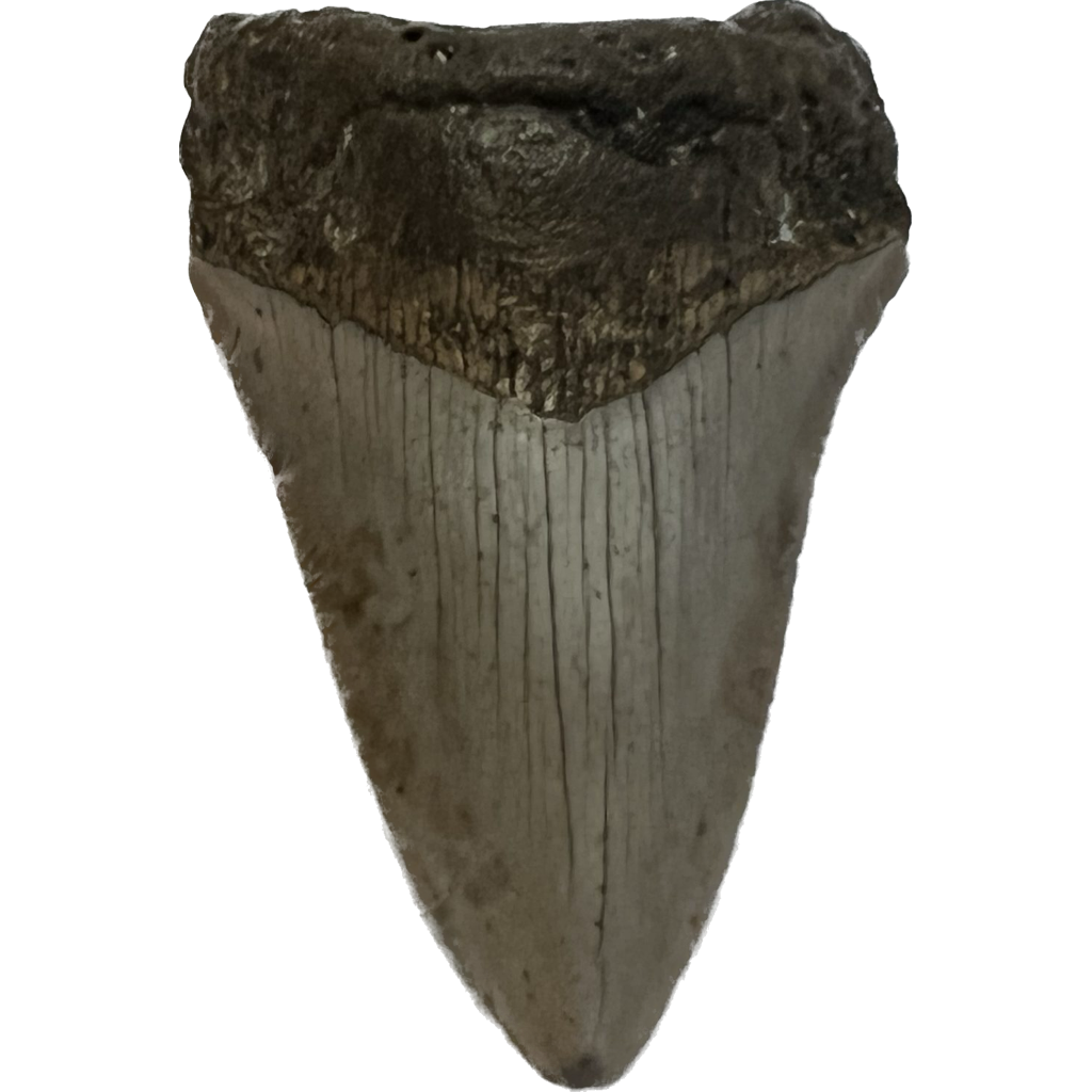 Megalodon Tooth South Carolina 3.59 inch Prehistoric Online
