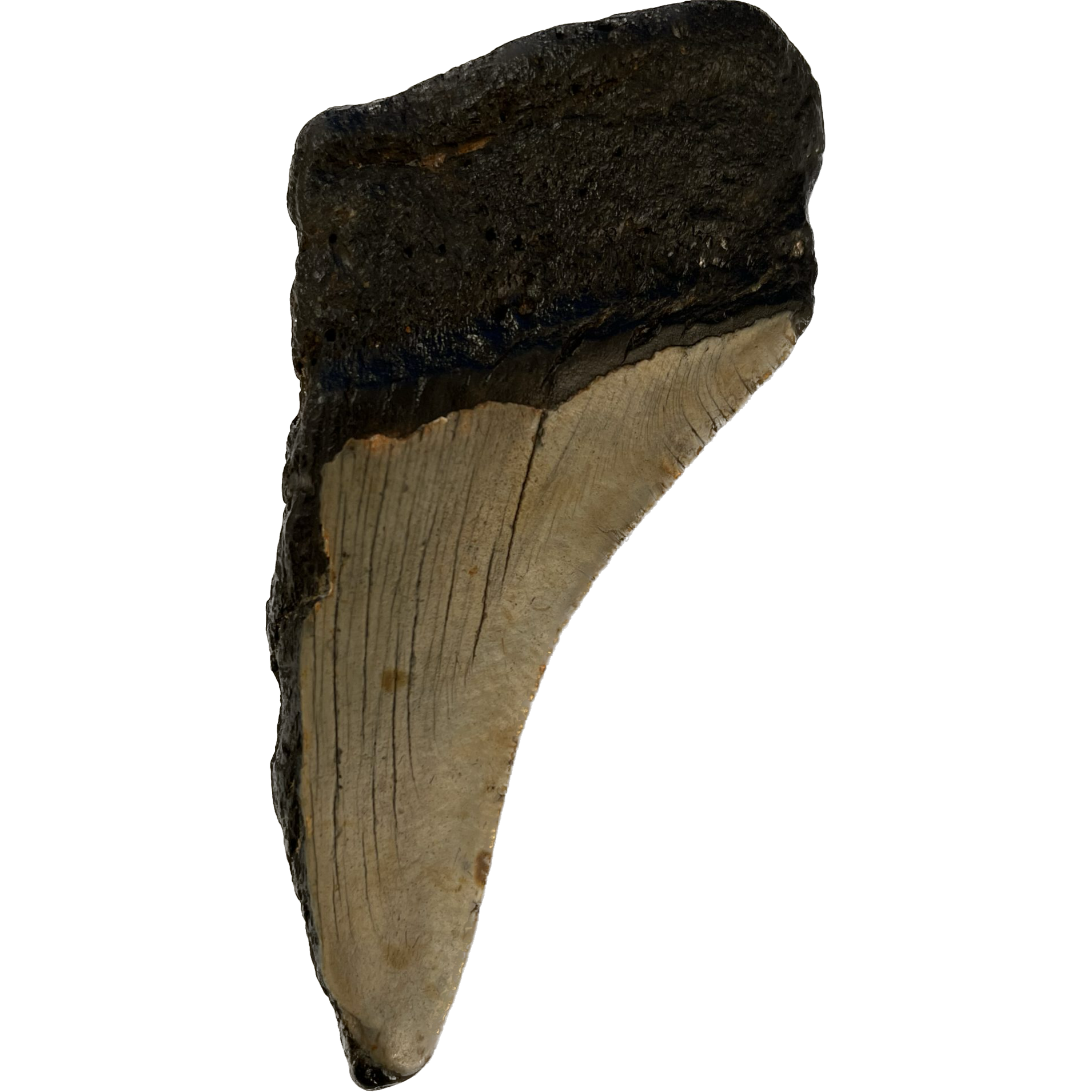 Megalodon Partial Tooth  South Carolina 5.20 inch Prehistoric Online