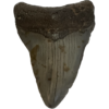 Megalodon Tooth South Carolina 3.18inch Prehistoric Online