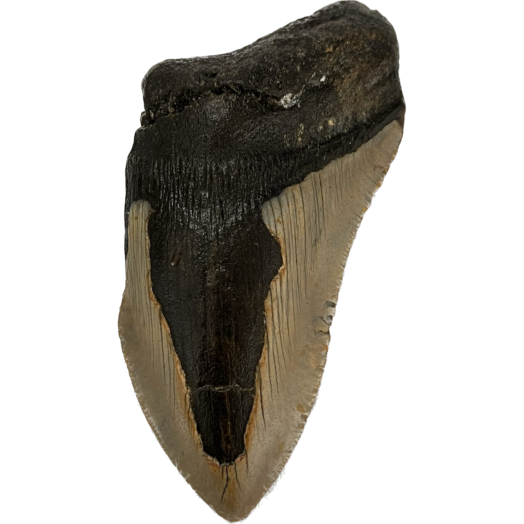 Megalodon Partial Tooth  South Carolina 4.67 inch Prehistoric Online