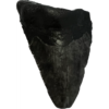 Megalodon Tooth, South Carolina, 2.26 inch Prehistoric Online
