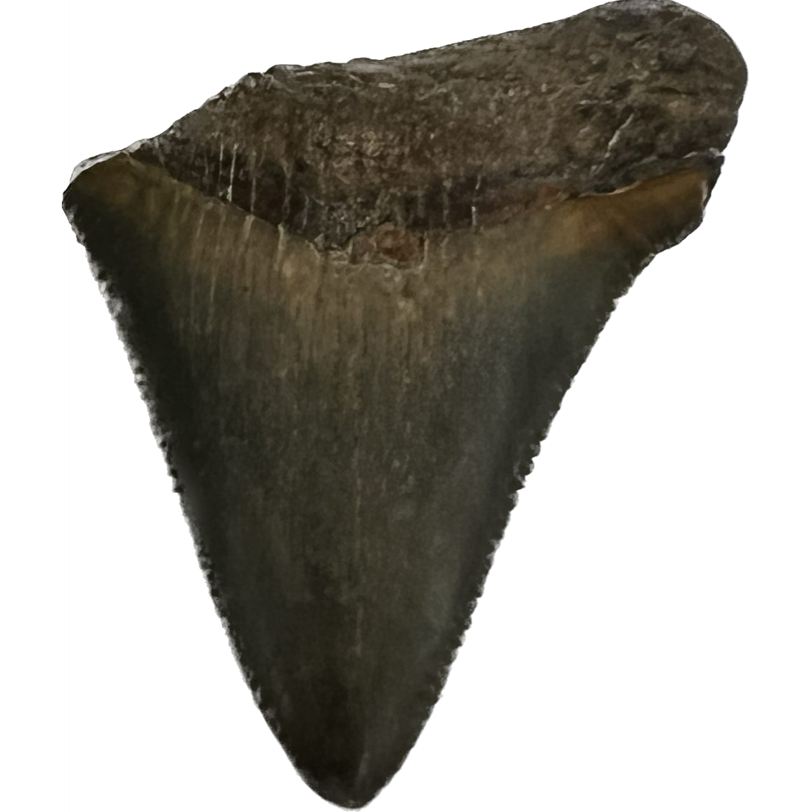 Megalodon Partial Tooth  South Carolina 2.10 inch Prehistoric Online