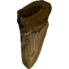Megalodon Partial Tooth  South Carolina 2.80 inch Prehistoric Online