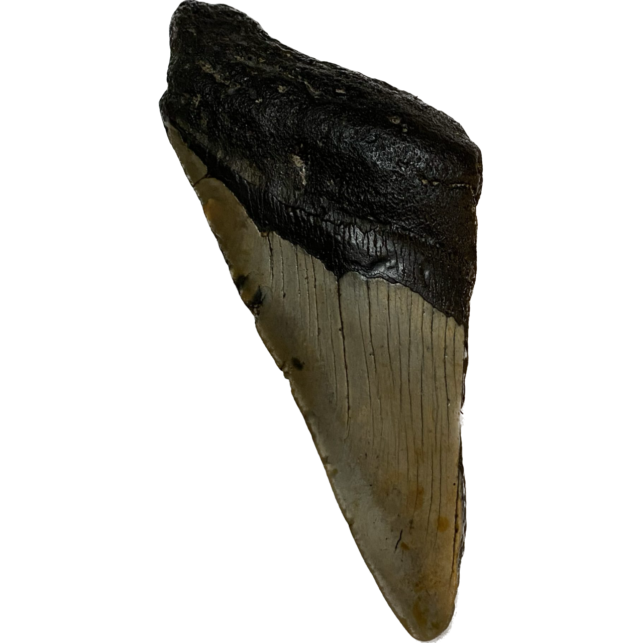 Megalodon Partial Tooth  South Carolina 4.85 inch Prehistoric Online