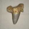 Otodus shark tooth, pathological deformity Prehistoric Online