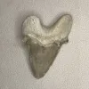 Otodus shark tooth Morocco Prehistoric Online