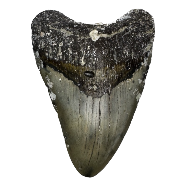Megalodon tooth, 6.24 inches Prehistoric Online