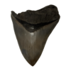 Megalodon Tooth, Georgia 5.00 inch Prehistoric Online