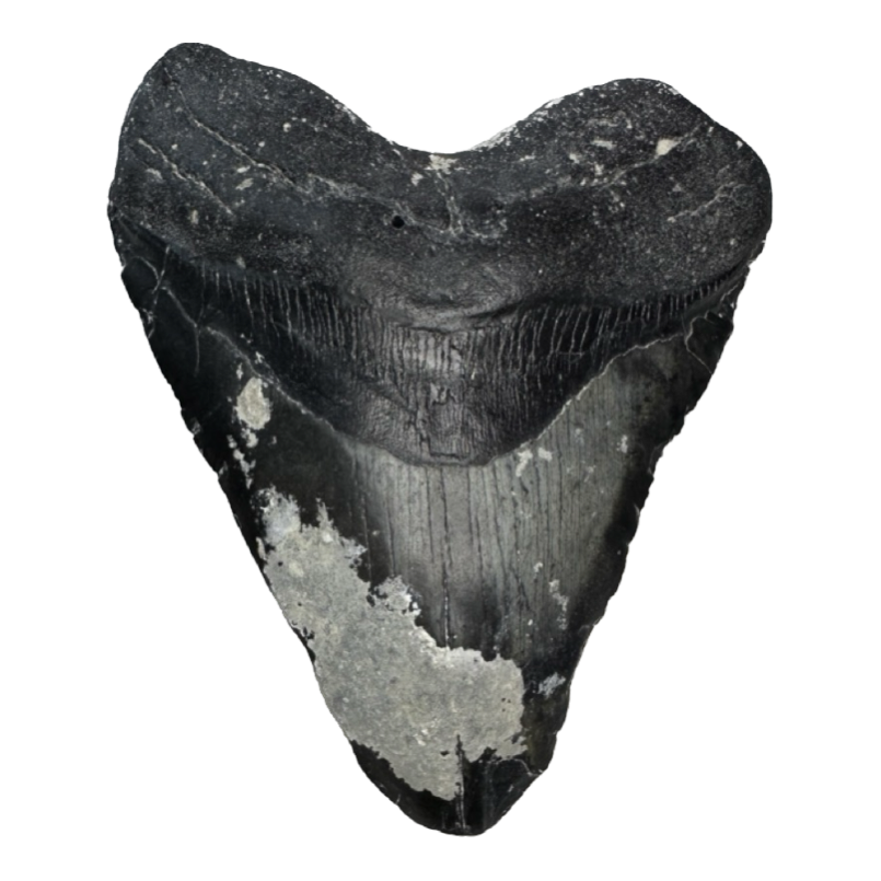 largest shark tooth, Megalodon Tooth,  6.26 inch Prehistoric Online