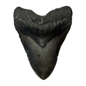 Megalodon Tooth, 6.00 inch Prehistoric Online