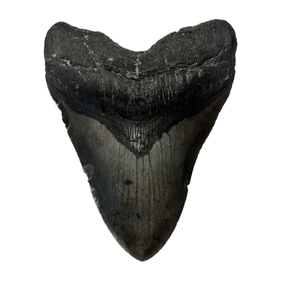 Giant Megalodon Tooth, 6.00 inch Prehistoric Online