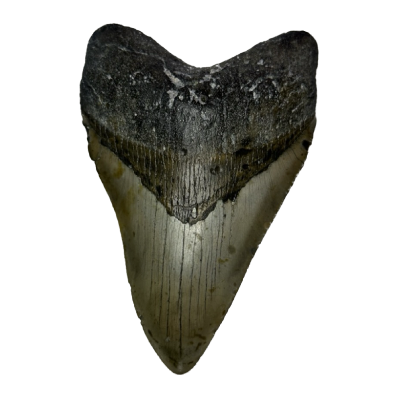 Megalodon Tooth, N. Carolina 5.58 inch~ Prehistoric Online