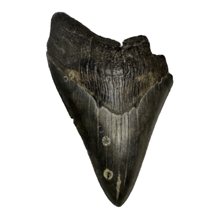 Megalodon Tooth, S. Georgia 5.40 inch~ Prehistoric Online