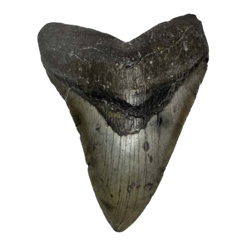 Megalodon Tooth, N. Carolina 5.65 inch~ Prehistoric Online